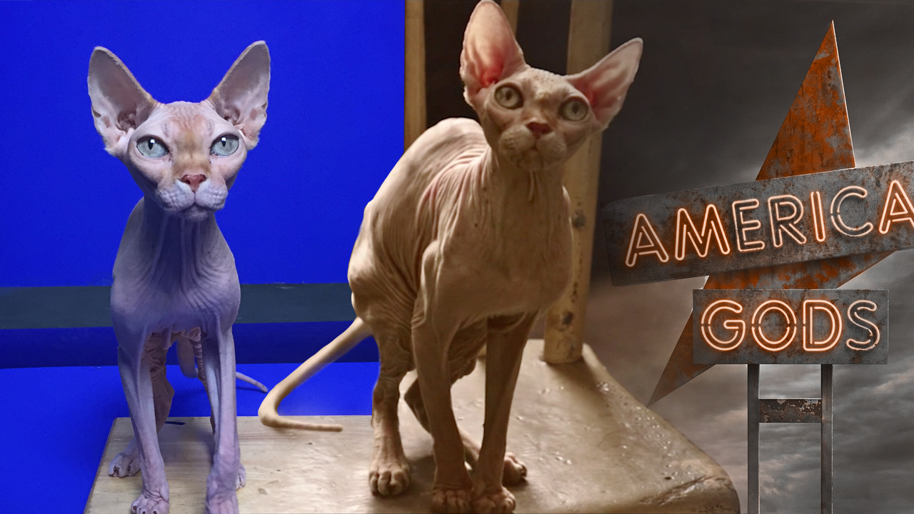 americangods-greenscreenanimals-cat-shoot