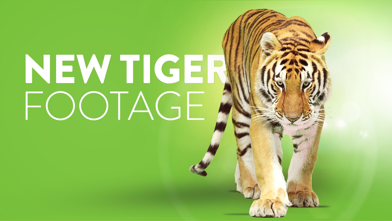 tiger-new-footage-greenscreen