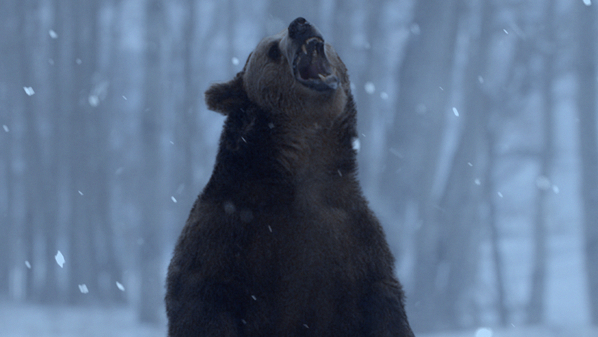BEAR HEADER 1 - Our Green Screen Compositing Tutorial featuring our Brown Grizzly