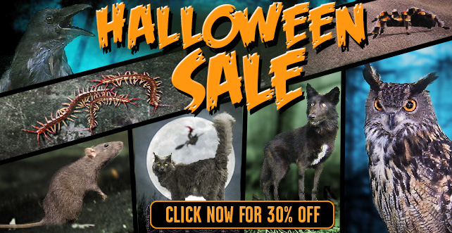 GSA Halloween 6 - Celebrate Halloween with GreenScreen Animals