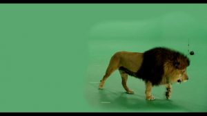 Lion green screen footage walking to the right side