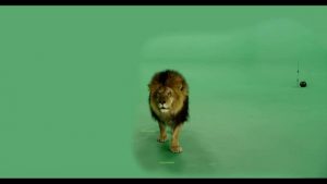 Lion green screen footage walking forward from the back 