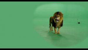 Lion walking forward from back then exiting right