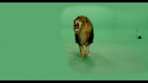 Lion walking forward from back and growling then exiting right