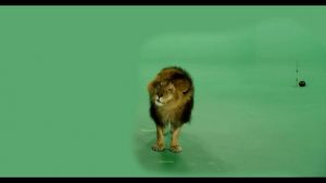 Lion green screen footage shaking its head