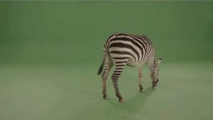 Zebra walking to center, eating food, then exiting left