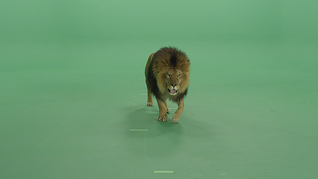 Lion green screen footage