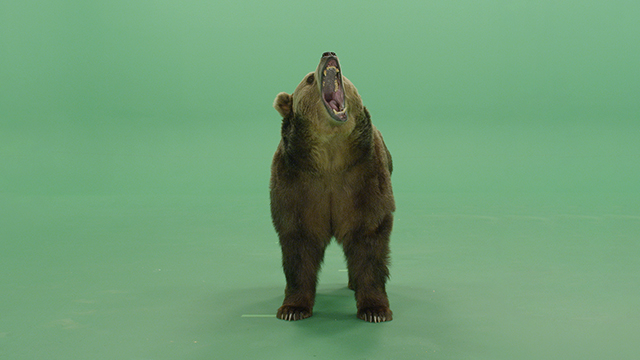 Brown grizzly bear green screen footage growling