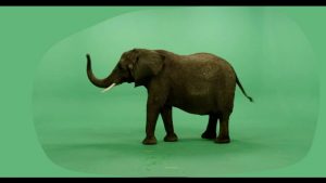 African elephant lifting trunk and shaking head facing left