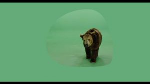 Brown grizzly bear walking forward growling