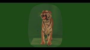 Bengal tiger standing on box and roaring