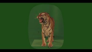 Bengal tiger standing on box and roaring facing left