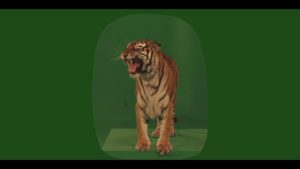 Bengal tiger standing on box and roaring