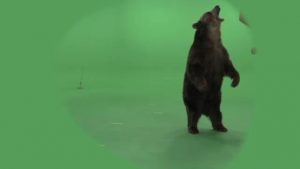 Brown grizzly bear standing up on hind legs, walking forward then growling