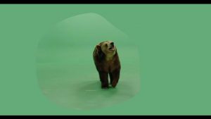 Brown grizzly bear green screen footage walking forward and growling