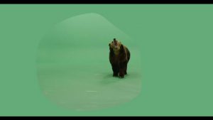 Brown grizzly bear green screen footage growling
