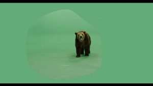 Brown grizzly bear green screen footage walking forward