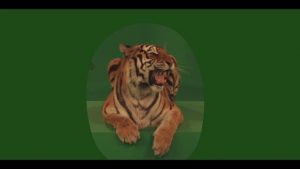 Bengal tiger lying on box growling
