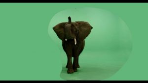 African elephant lifting trunk facing forward