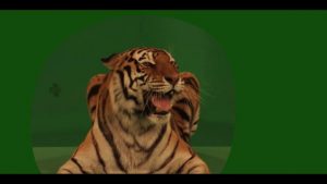 Bengal tiger close up lying on box roaring