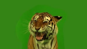 Bengal tiger close up roaring