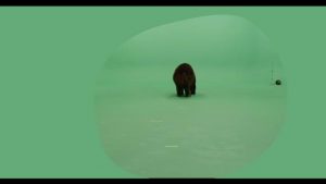 Brown grizzly bear facing backward then turning and walking forward growling