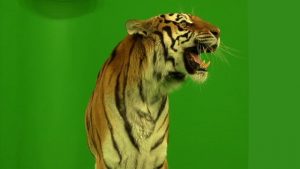 Bengal tiger close up shaking head and roaring