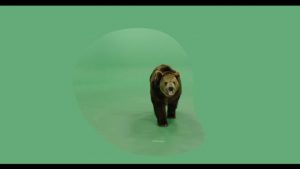 Brown grizzly bear facing backward then turning and walking forward growling