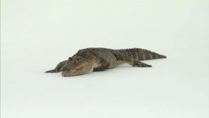 Alligator lying down facing forward