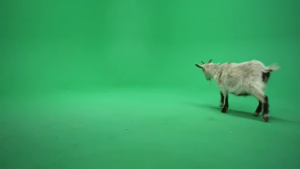 Goat crossing towards back