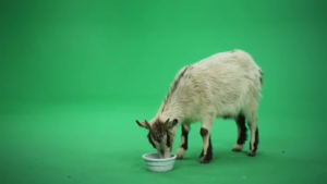 Goat eating from bowl