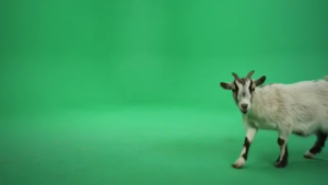 Goat walking to camera