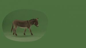 Donkey Crossing on a green screen