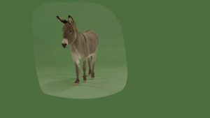 Donkey walking forward