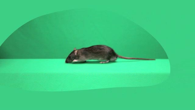 Rat green screen footage