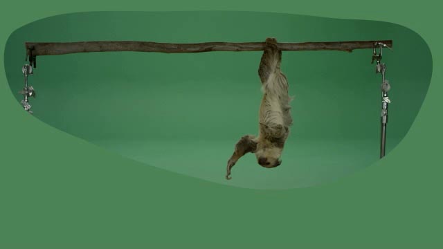Sloth green screen footage