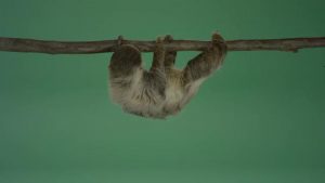 Sloth hanging from branch crossing towards center, pausing and sniffing, then crossing left and exiting
