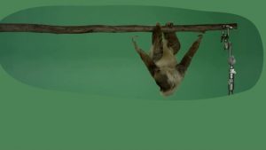 Sloth hanging upside down rotating right to left