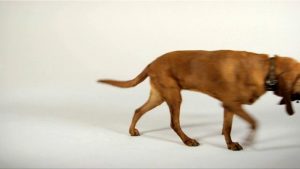 Bloodhound dog existing