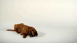 Bloodhound dog laying on the ground