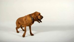 Bloodhound dog standing up