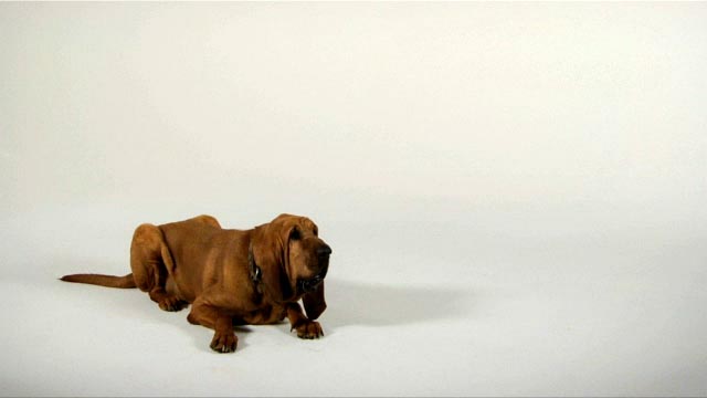 Bloodhound dog white screen footage