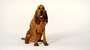 Bloodhound sitting, standing up and exiting