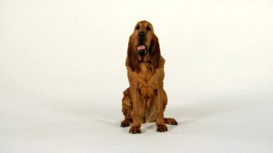 Bloodhound sitting then standing up and exiting