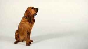 Bloodhound sitting up and staring off, then exiting