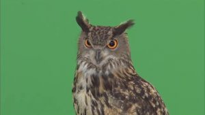 Eurasian eagle owl turning head and looking around