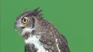 Great horned owl close up looking left and calling