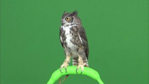 Great horned owl looking around