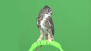 Great horned owl perching and looking left to right