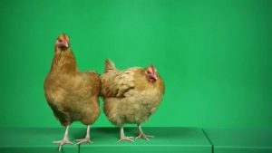 Two chickens standing together facing forward
